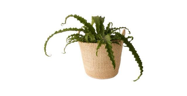 productfoto van Mand Abaca Handvat Off white 30x25cm met een lagen varen
