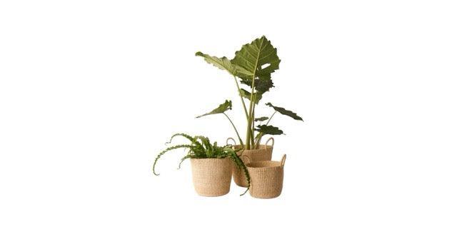 3 maten hengsel manden gemaakt van Abaca met planten