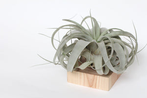 Wat is Tillandsia en hoe verzorg je ze. - WinQ!