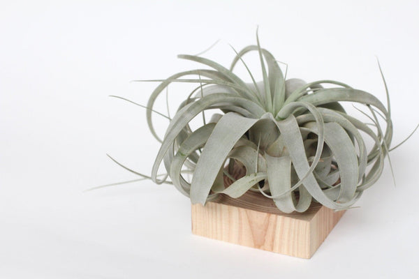 Wat is Tillandsia en hoe verzorg je ze. - WinQ!