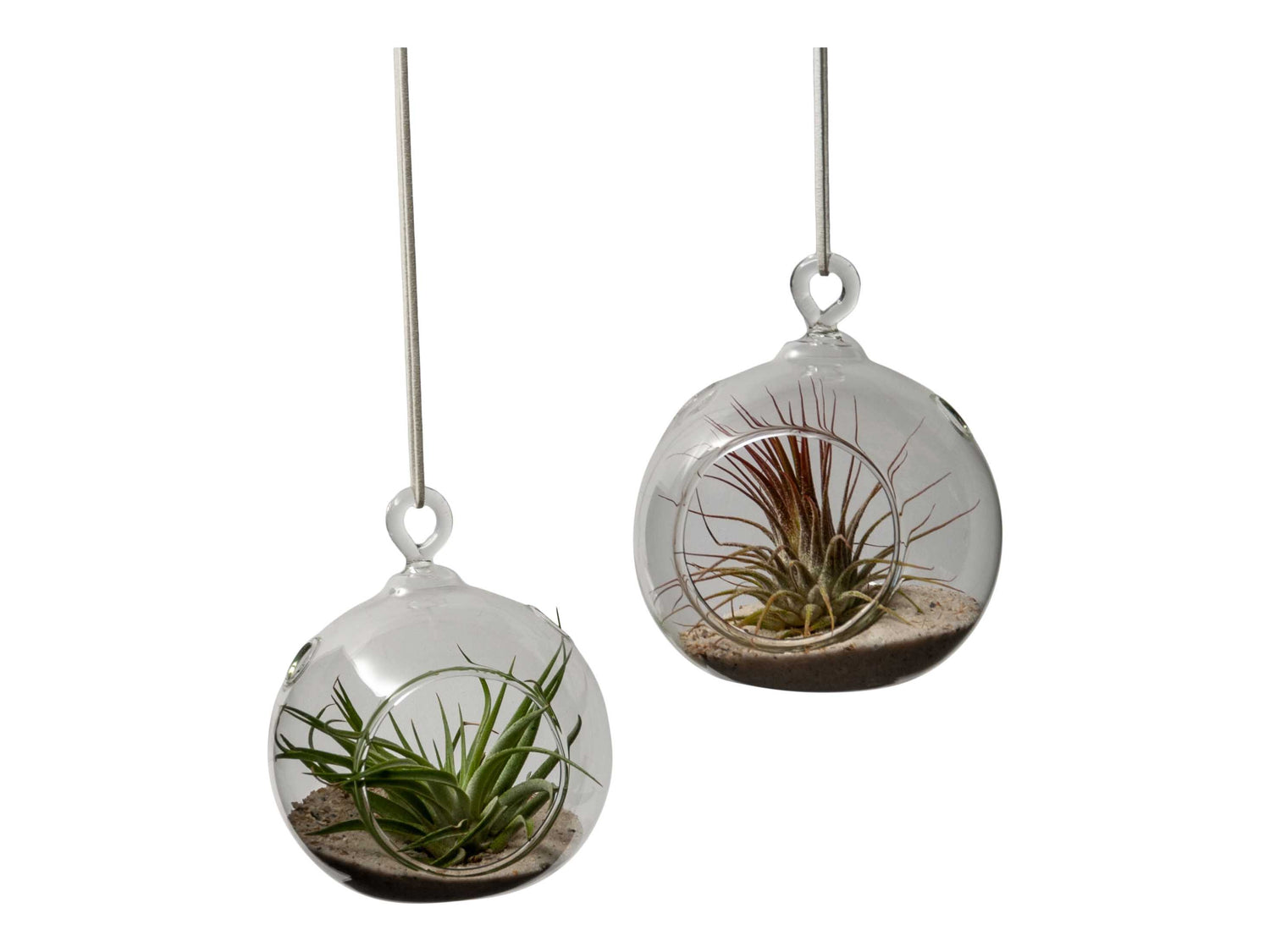 2 bolvormige glazen raamhangers van 10cm met aan de voorkant een opening en 2 plantjes