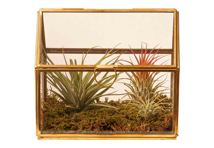 Glas terrarium met goudkleurige metaal randen en 2 plantjes en afgewerkt met mos