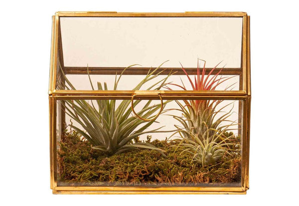 Glas Terrarium - WinQ!