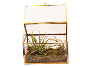 glas terrarium met 2 tillandsia plantjes en afgewerkt met plaatmos. Terrarium is van glas en opgebouwd met goudkleurig metaal en opslaand dakdeel