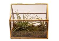 Terrarium van glas met messing in goudkleur 17x11x15cm als plantenterrarium met tillandsia