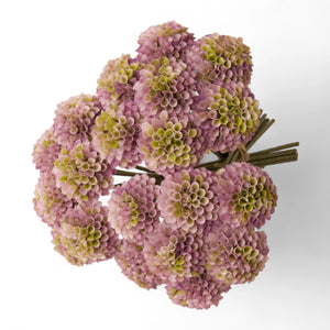 3 bosjes mini dahlia in de kleur Lila - WinQ