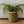 Mand Abaca hoogte 23cm en diameter 21cm Groen met naturel rand met een groene plant voor een witte muur - WinQ