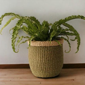 Mand Abaca hoogte 23cm en diameter 21cm Groen met naturel rand met een groene plant voor een witte muur - WinQ