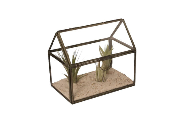 Glasterrarium voor planten in de maat 17x11x15cm met grijs metalen omlijsting en een openslaande deksel en 3 tillandsia plantje op schelpenzand
