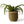 Mand Abaca hoogte 31cm en diameter 31cm Groen met naturel rand met een groene plant