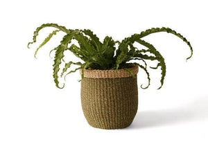 Mand Abaca hoogte 31cm en diameter 31cm Groen met naturel rand met een groene plant