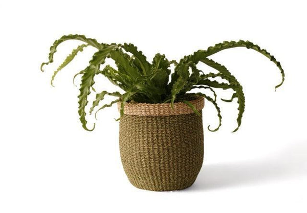 Mand Abaca hoogte 28cm en diameter 26cm Groen met naturel rand met een groene plant
