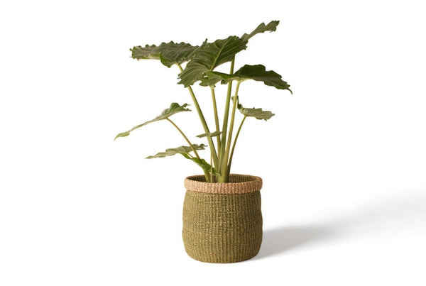 Mand Abaca hoogte 31cm en diameter 31cm Groen met naturel rand met een groene plant