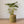 Mand Abaca hoogte 31cm en diameter 31cm Groen met naturel rand met een groene plant op een houten vloer voor een witte muur