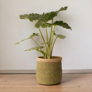 Mand Abaca hoogte 31cm en diameter 31cm Groen met naturel rand met een groene plant op een houten vloer voor een witte muur