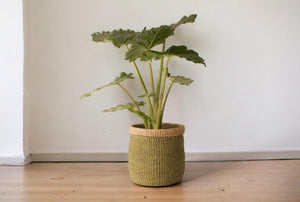 Mand Abaca hoogte 31cm en diameter 31cm Groen met naturel rand met een groene plant op een houten vloer voor een witte muur
