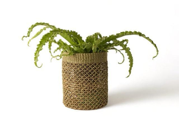 plantenmand abaca met plant