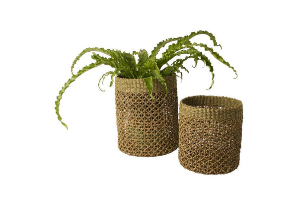 2 verschillende maten van abaca mand met 1  met plant 