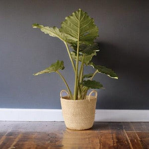 Mand voor planten gemaakt van abca 33x29cm met een palm  op een houten vloer met een donkere muur