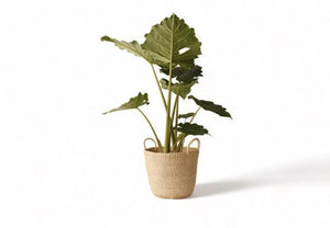 Planten Mand Abaca Handvat Off white 30x25cm let een hoge groen palm