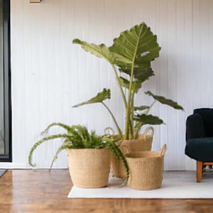 hengsel manden in 3 maten in de kleur off white met planten in een woonkamer
