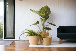 hengsel manden in 3 maten in de kleur off white met planten in een woonkamer