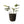 Mand Abaca Handvat Zwart 33x29cm met groene palm
