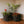 3 verschillende maten aback manden zwart met verschillende planten op een houten vloer