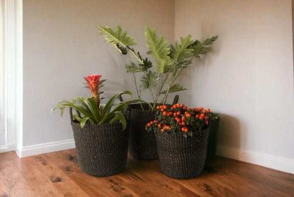 3 verschillende maten aback manden zwart met verschillende planten op een houten vloer