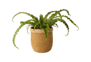 Mand Abaca Beige diameter 31cm en hoogte 32 cm met groene plant
