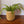 mand abaca groot beige met groene plant voor een witte muur