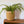 mand abaca groot beige met groene plant op een plank voor een witte muur