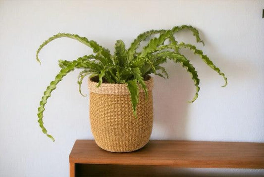 mand abaca groot beige met groene plant op een plank voor een witte muur