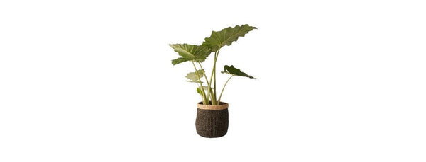 Mand Abaca Zwart Groot met grote groene plant