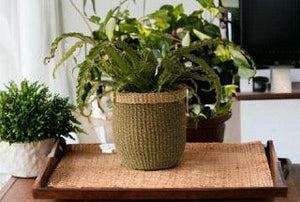 Mand abaca groen met omgeslagen naturel rand met een varen op een bruin houten dienblad in een serre