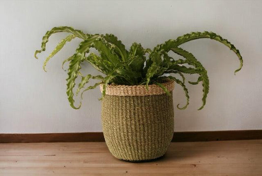 Mand Abaca hoogte 23cm en diameter 21cm Groen met naturel rand met een groene plant voor een witte muur