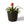 Plantenmand Abaca Handvat Zwart 26x20cm met plant
