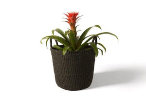 Plantenmand Abaca Handvat Zwart 26x20cm met plant