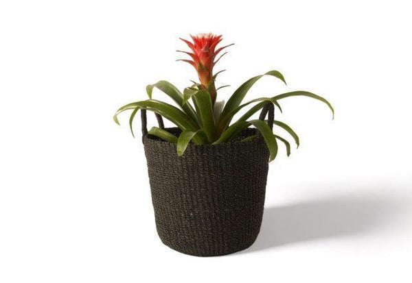 Plantenmand Abaca Handvat Zwart 33x29cm met plant