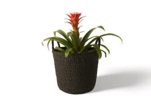 Plantenmand Abaca Handvat Zwart 30x25cm met plant
