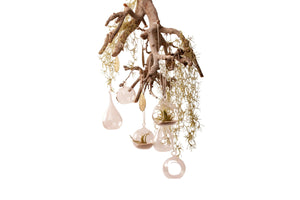 Glazen raamhanger 12cm met Tillandsia - WinQ!