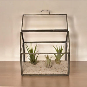 Glasterrarium voor planten in de maat 17x11x15cm met grijs metalen omlijsting en een openslaande deksel en 3 tillandsia plantjes