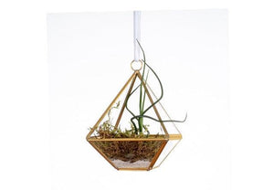 glazen piramide terrarium met goudkleurig metalen frame 10x10x14cm en een tillandsia met mos