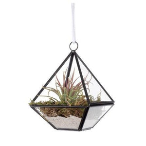 glazen terrarium in piramide vorm 14cm hoog met een plantje