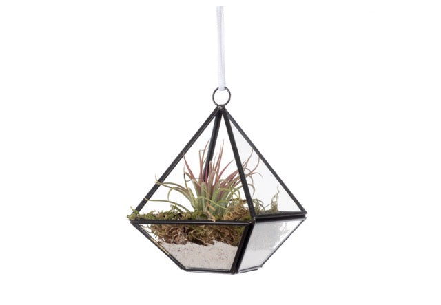 glazen terrarium in piramide vorm 14cm hoog met een plantje