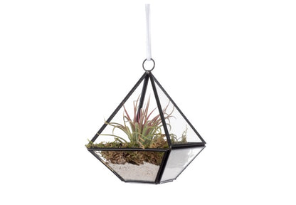 glazen terrarium in piramide vorm 14cm hoog met een plantje