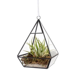 Glas terrarium in piramide vorm met een plantje hoogte 21cm