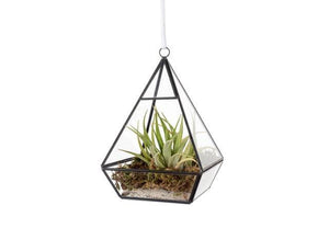 Glas terrarium in piramide vorm met een plantje hoogte 21cm