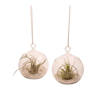 Set van 2 bolglazen die hangen aan een soort. aan de voorzijde is een opening in in het glas bevindt zich een tillandsia plantje ook zand