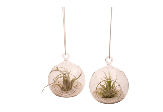 Set van 2 bolglazen die hangen aan een soort. aan de voorzijde is een opening in in het glas bevindt zich een tillandsia plantje ook zand